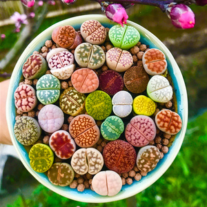 生石花大母本石生花超大石头花屁股花红窗玉日轮pp花盆栽多肉植物