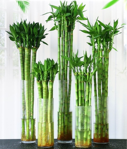 发财竹水养龙竹