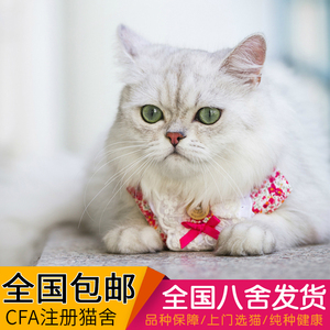 猫活体银渐层猫咪活体布偶猫宠物猫加菲猫波斯猫金吉拉美短英美短