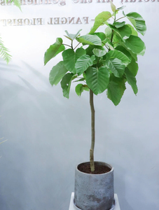 爱心榕盆栽 心叶榕伞榕大叶子植物ins风北欧网红绿植室内常绿