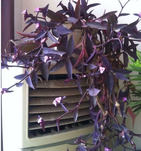 紫罗兰盆栽 植物 垂吊吊兰组合 紫色鸭趾草 垂钓植物开花花卉室内