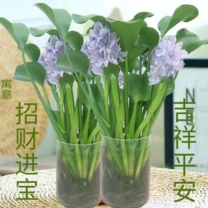 水培植物招财元宝水养植物竹柏办公室内好养绿植花卉盆栽四季常青