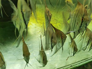 【伊莎贝尔鱼】伊莎贝尔鱼品牌,价格 - 阿里巴巴