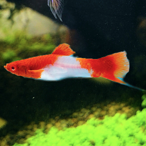 红剑红白剑鱼玛丽鱼热带鱼观赏鱼活体群游鱼胎生鱼玛丽球鱼月光鱼