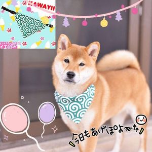日本唐草纹柴犬三角巾宠物狗狗猫咪口水巾领巾围巾柴犬唐草项圈
