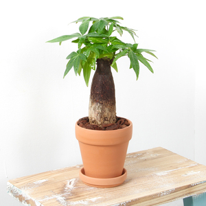 发财树盆栽植物室内桌面招财摆件办公室好养活小型北欧ins防辐射