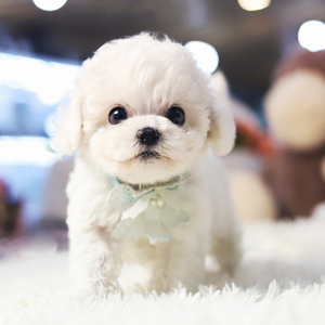 大茶杯博美幼犬俊介活体哈多利系宠物狗狗比熊犬泰迪活体4人付款1200