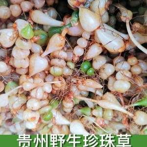 贵州苗药新鲜珍珠草 中药材九子连环草咕噜子药珠串珠银珠草500克