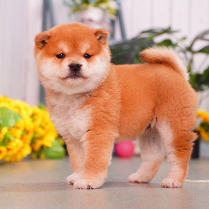 日本柴犬 纯种双血统幼犬 纯种活体宠物狗 c802母