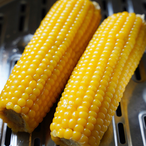 justforpig 黄金香糯玉米微甜老品种东北糯玉米清香微甜主食粗粮