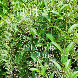 现采新鲜鸡屎藤天然鸡矢藤 臭屁藤通气藤牛皮冻臭藤宝宝洗澡500g