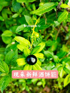 新鲜酒饼簕东风橘东风桔中草药山桔簕发整棵全草500g