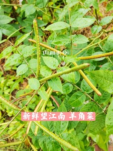 新鲜望江南蛇灭门野生羊角菜中草药假决明金豆子野扁豆发枝叶500g