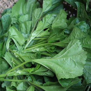 苋菜新鲜冬苋菜