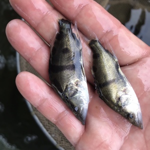小型鳜桂花鱼苗活体 淡水养殖 特种活体养殖 鱼苗淡水