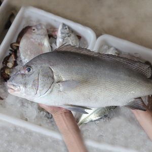 鲜活海鱼 当天捕捞野生海鱼海鲜厚唇鱼1斤 3斤~10多斤/条