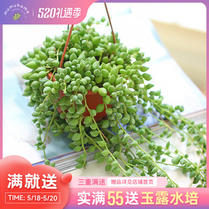 多肉情人的眼泪