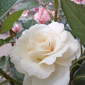 歌剧皇后 大花浓香耐热月季扦插花苗绿植花卉玫瑰阳台庭院地栽