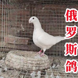 俄罗斯鸽子品种图片图片