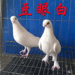 疆系豆眼白鸽子纯白观赏鸽超短嘴鸽子大鼻泡鸽子凤头毛爪活体种鸽