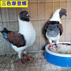 【三色摩登娜鸽子】三色摩登娜鸽子品牌,价格 - 阿里巴巴