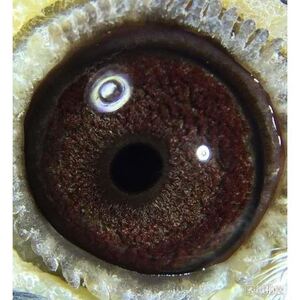 纯种老国血李鸟吴淞西翁种鸽信鸽远程鸽信鸽李种活体