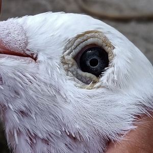 纯白杨阿腾黑钻紫罗兰鸽子活体包活白信鸽直播间千公里冠军鸽高飞