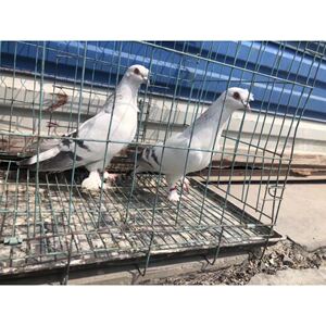 活体鸽子,观赏鸽,瓦班高飞,甘谷高飞,飞得高,飞的久