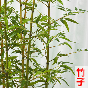 仿真竹子装饰假竹子植物仿生竹林户外造景隔断屏风挡墙绿植围栏