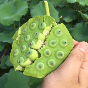 莲子新鲜莲蓬现摘带壳水果3斤莲蓬生吃嫩甜莲子米即食 非洪湖广昌