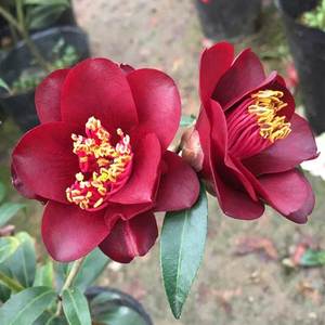茶花树苗黑骑士