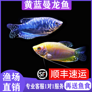 黄蓝曼龙鱼观赏鱼珍珠马甲鱼五彩丽丽鱼金鱼活鱼斗鱼淡水好养小型