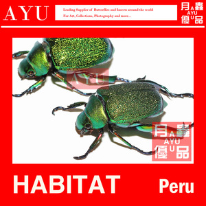 辉光绿宝石金龟昆虫工艺品材料博物收藏甲虫色彩艺术设计月虫优品