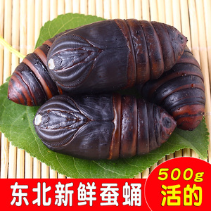 东北野生蚕蛹包邮