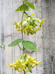 藤本千里香夜兰花食用藤本夜来香盆栽 驱蚊夜兰花苗 星状花瓣
