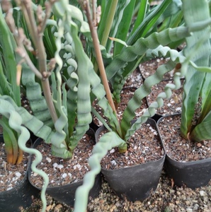 海带弹簧草trachyandratortilist属海带球根多肉植物满48包邮