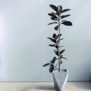 黑金刚橡皮树室内观叶植物造型好养客厅办公室大型落地绿植吸甲醛