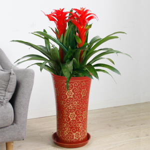 鸿运当头凤梨盆栽组合盆景办公室家居吸甲醛长沙开张乔迁送礼植物