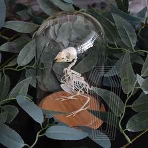 收翅小白鸟骨骼标本 真骨ins摆件软装礼品玄关装饰复古动物工艺品