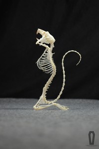 跪姿鼠骨骼标本 魔性复古骷髅摆件 哥特素描静物摄影