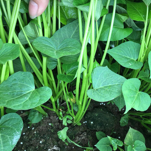 临安天目山小香薯苗黄心红皮小红薯苗地瓜苗番薯苗山芋苗50颗