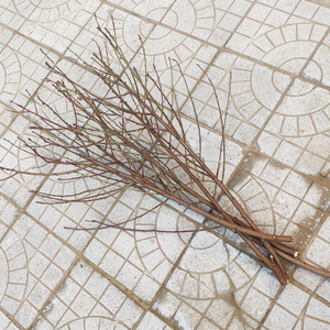 【干桃花枝苞】干桃花枝苞品牌,价格 - 阿里巴巴