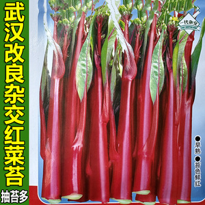 武汉红杂50红菜苔种子红油菜苔红菜心种籽粒早熟耐寒蔬菜种籽孑