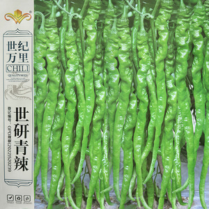 世研青辣特长线椒种子早熟杂交辣椒种果长30~35厘米高产蔬菜种籽
