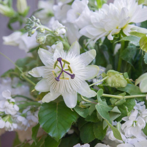 【植物致】白花西番莲康斯坦斯passiflora constance耐寒品种