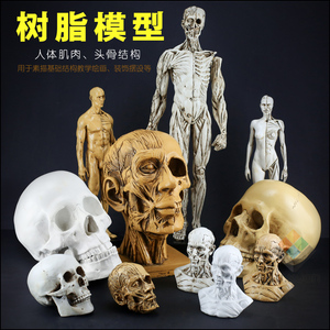 艺用人体骨骼模型树脂人体模型美术手绘素描静物人物全身骨骼肌肉绘画解剖人头骨架仿真头骨结构教学医用头颅