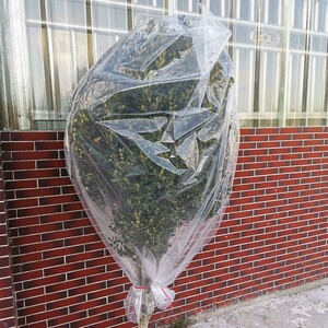 特大花卉果树防冻袋盆栽保温套多肉植物冬天防寒塑料布薄膜保护罩