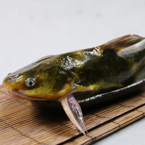 密云水库嘎鱼 黄辣丁 垮炖鱼 新鲜打捞活鱼 净膛后发货 1kg送料包