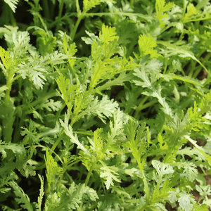 密农人家 新鲜蒿子秆 农家种植 鲜嫩茼蒿 涮锅火锅蔬菜 300g