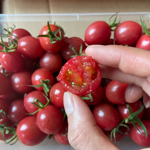 海南樱桃小千禧果3斤 推荐这款口感很赞 口感纯甜 不可多得 顺丰